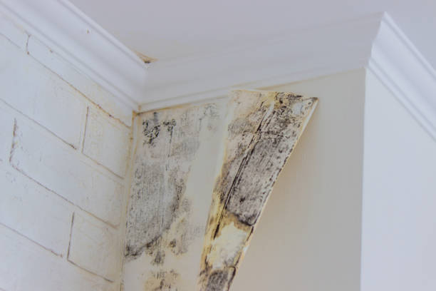 Step-by-Step Water Damage Restoration Procedure